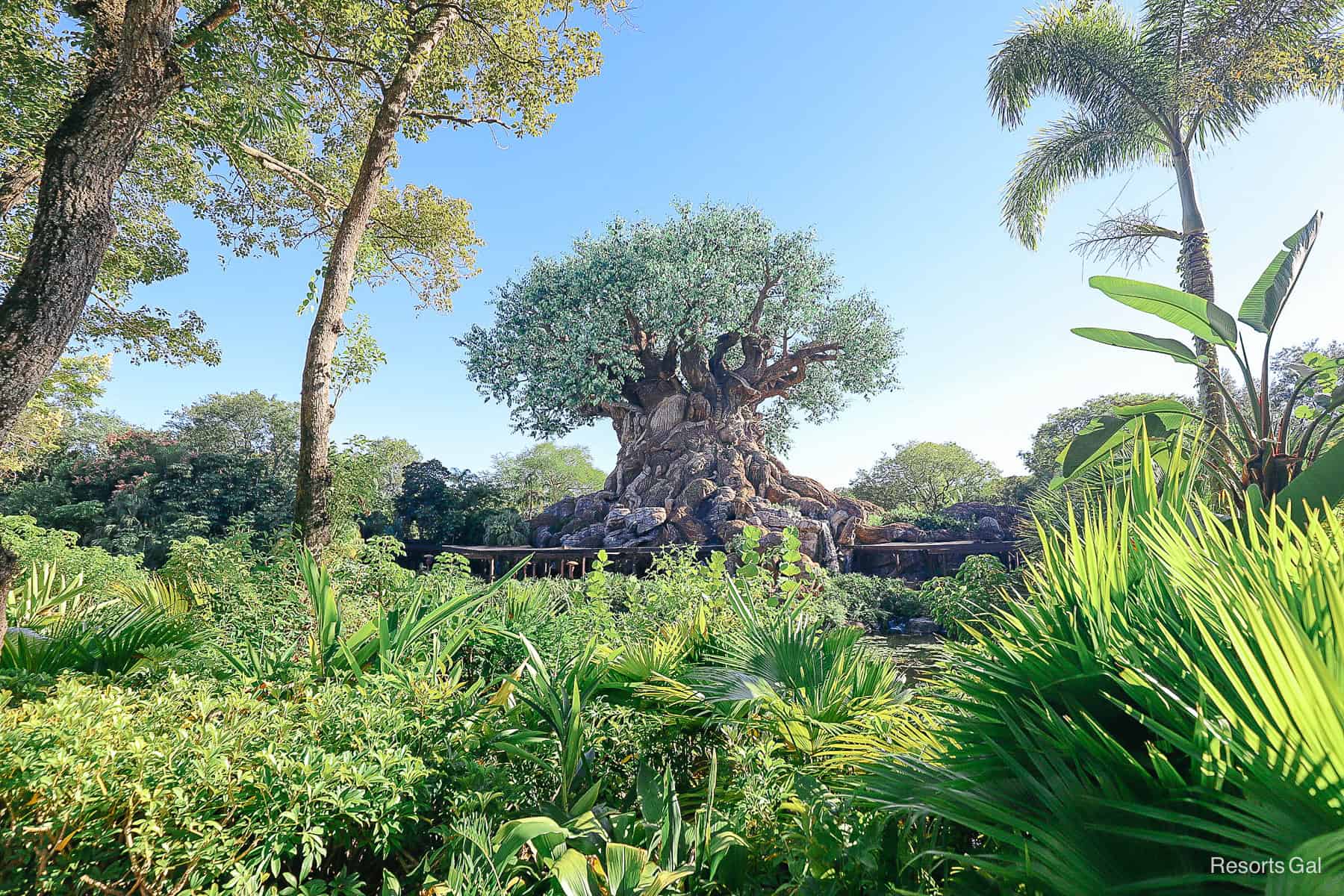 a view of the Tree of Life with netting framework taken from the Asia section of the park 