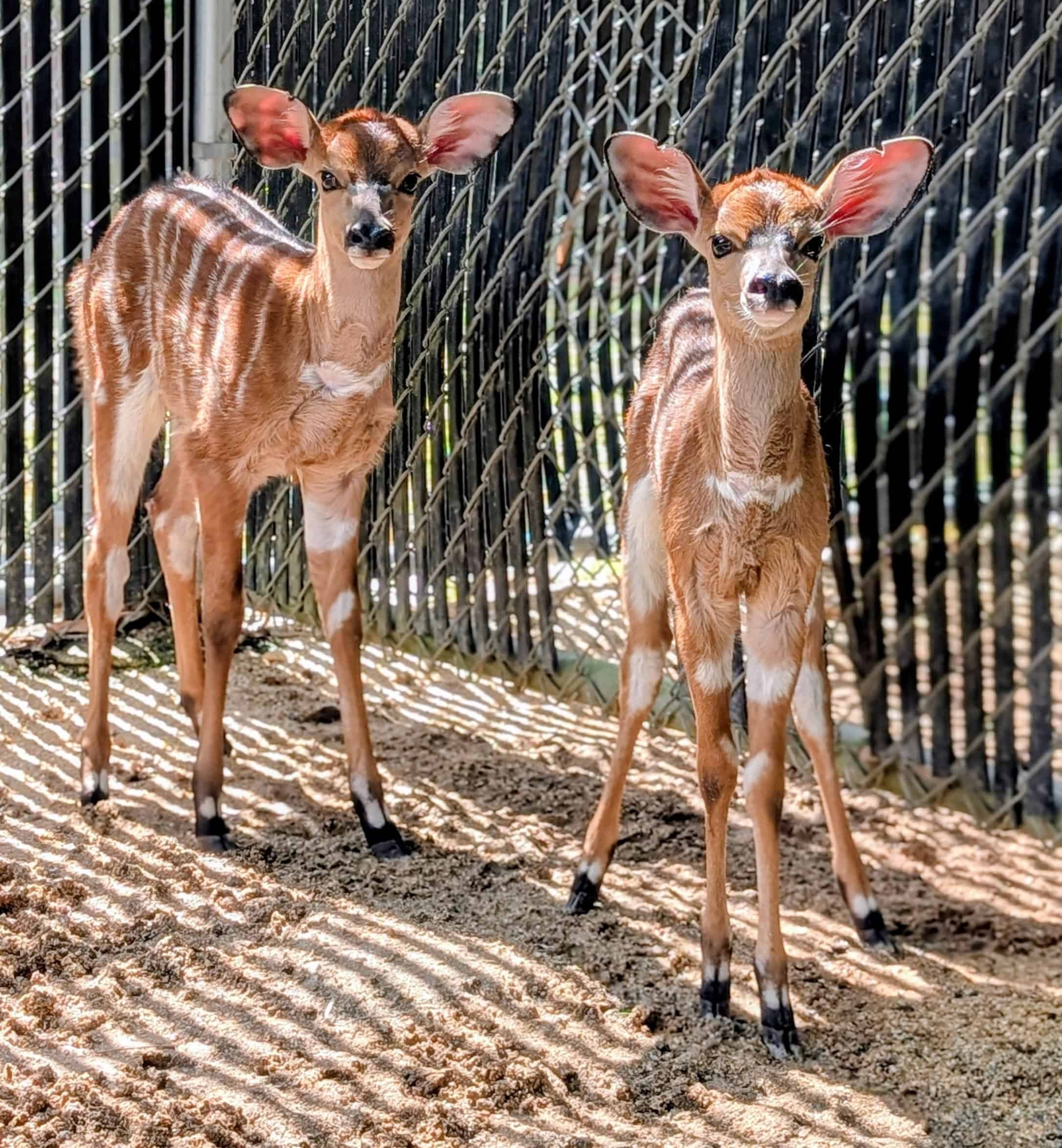 two Nyala calves standing side by side at Disney's Animal Kingdom Lodge 