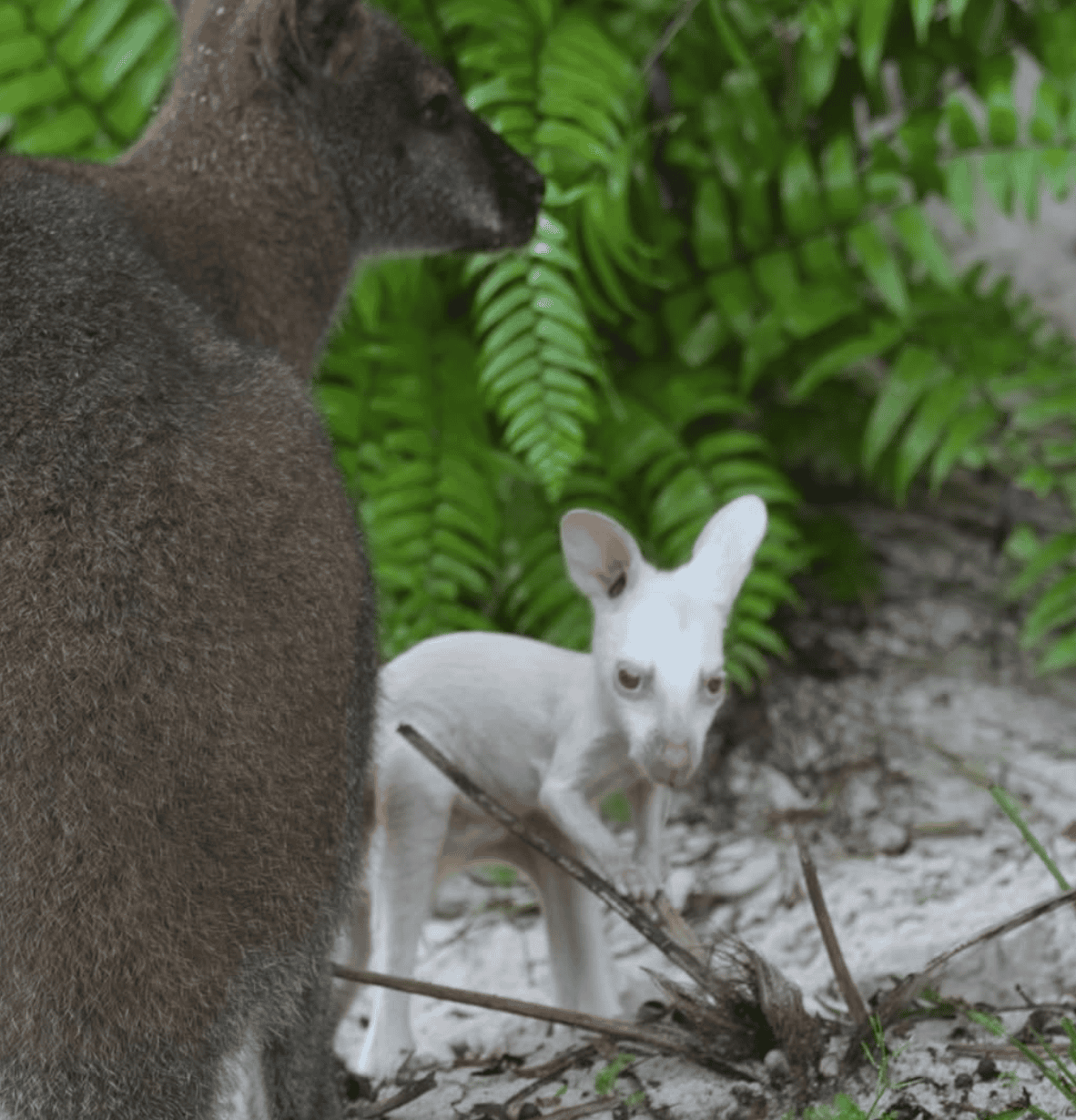 baby albino Wallaby Quartz at Disney's Animal Kingdom 