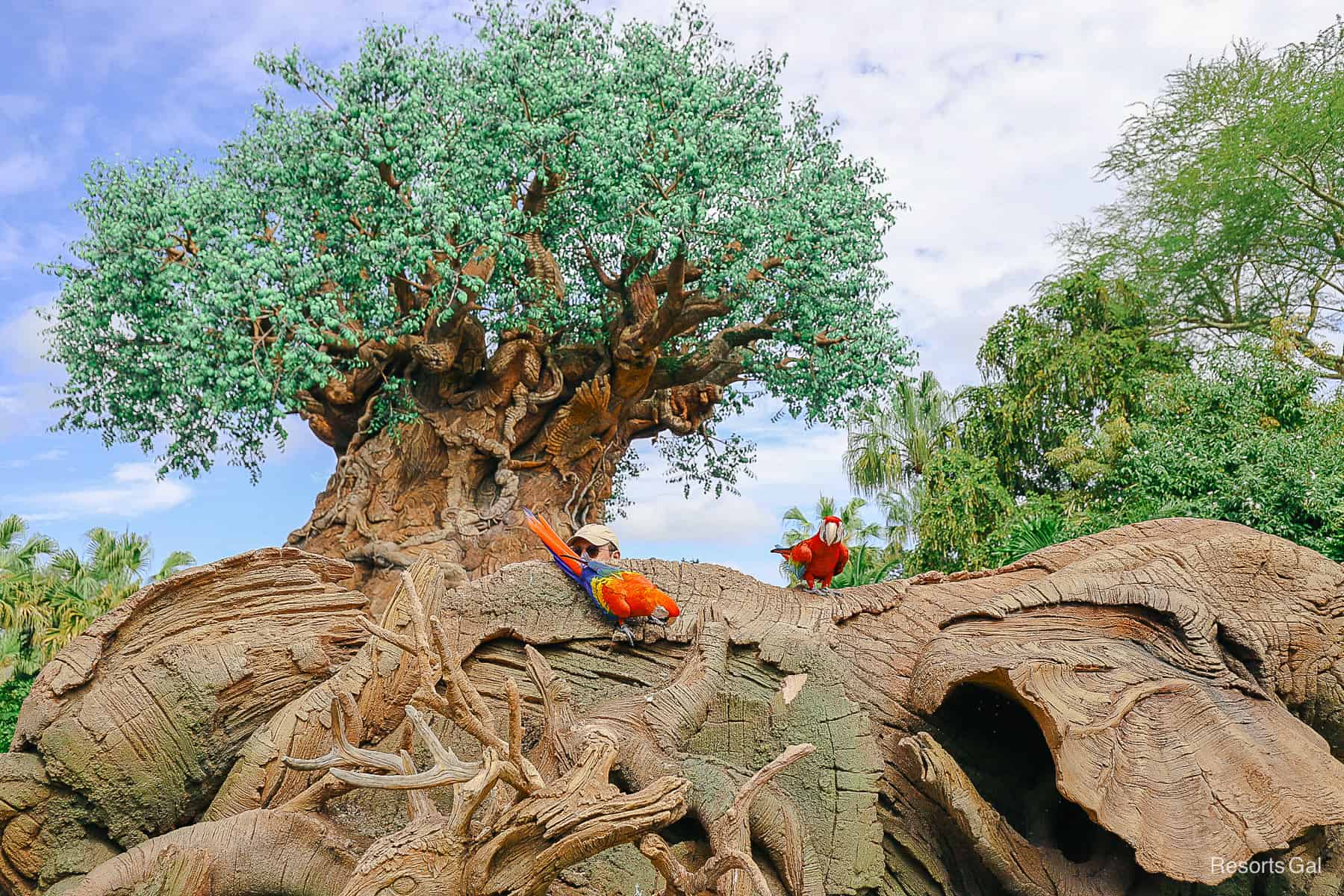 two birds from Winged Encounters are perched in front of the Discovery Island Trails area 