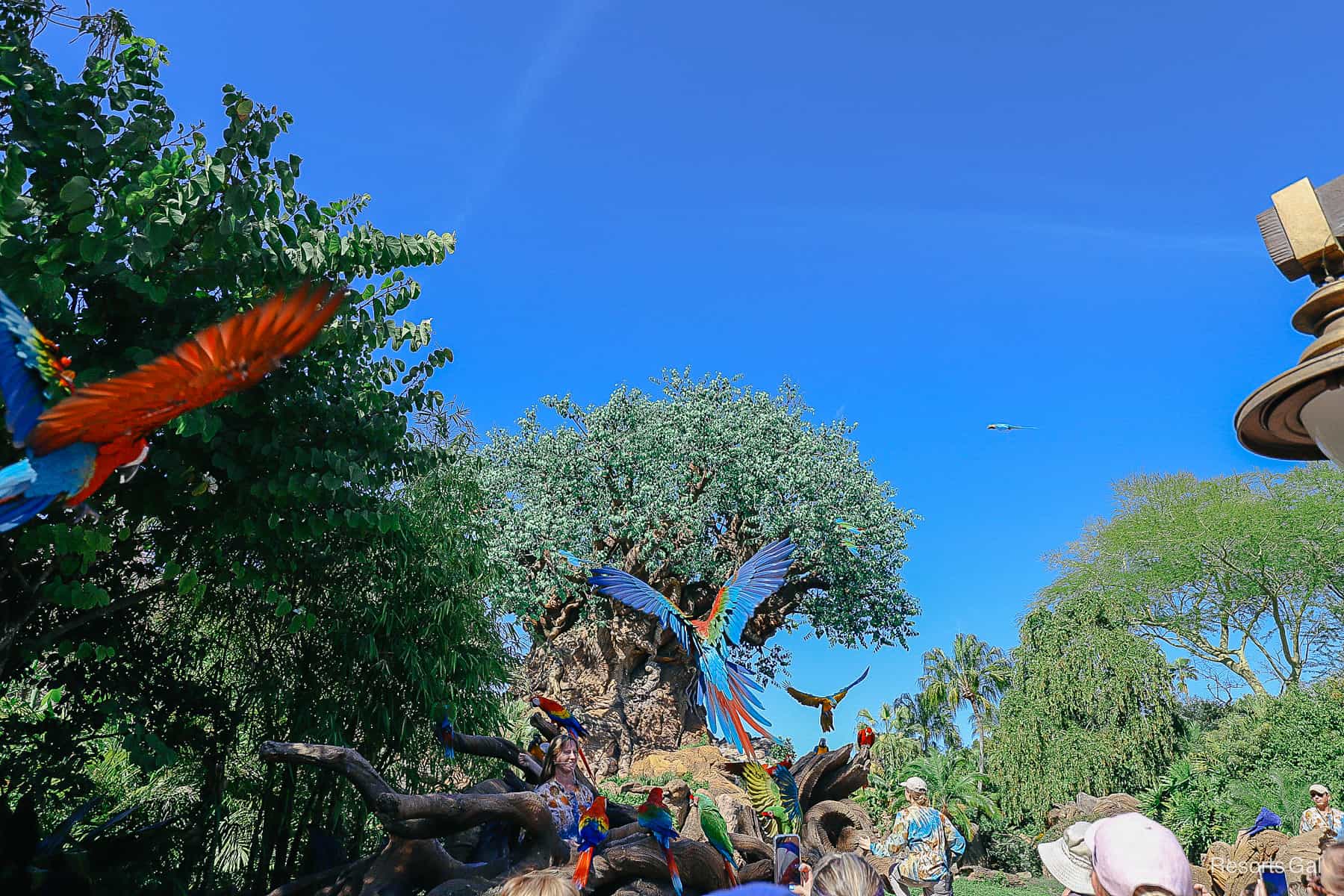 several of the Winged Encounters with wings spread in front of the Tree of Life with blue sky backdrop 