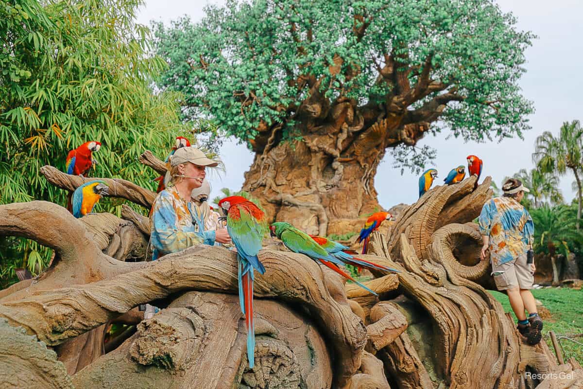 Winged Encounters at Disney's Animal Kingdom