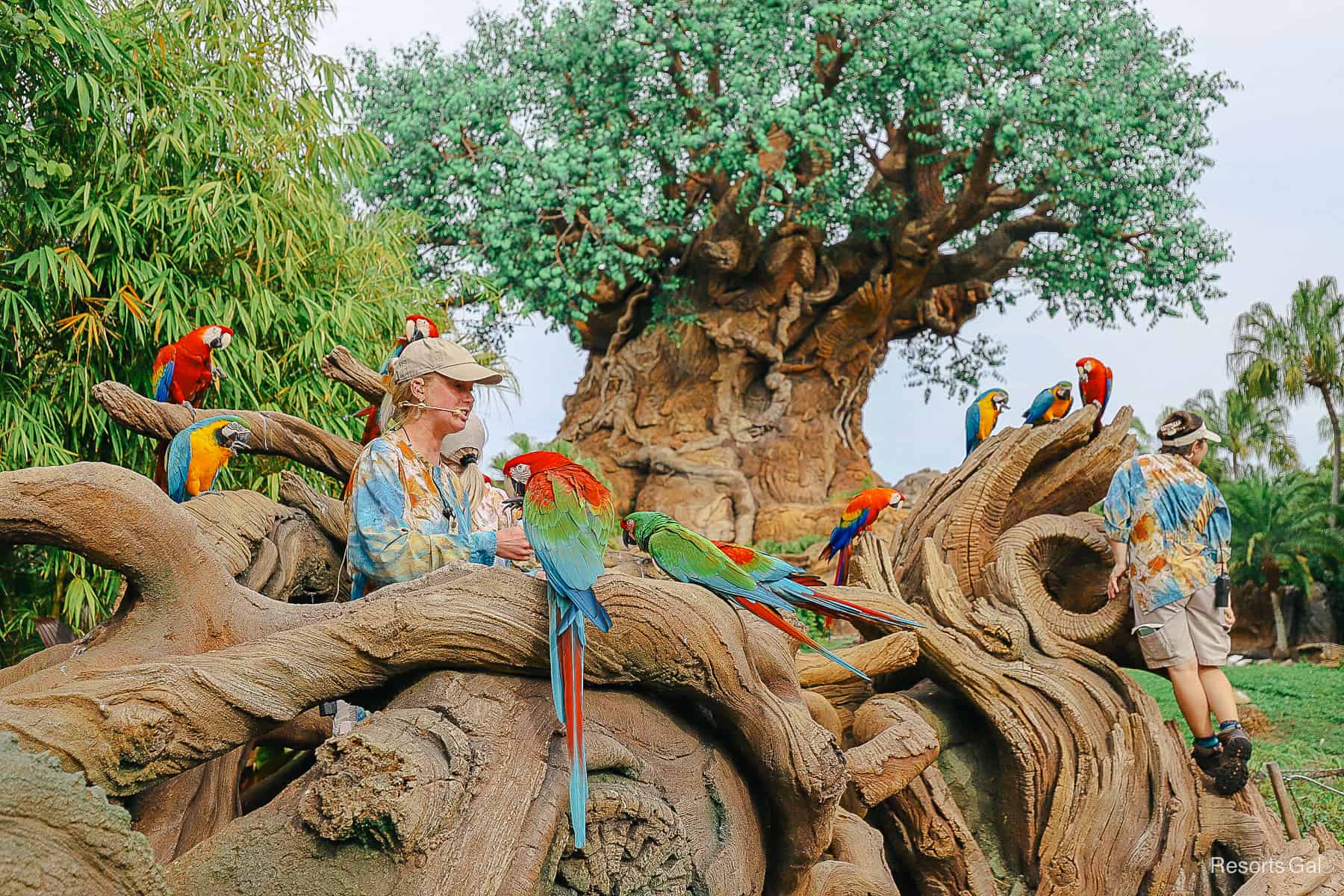 Winged Encounters at Disney’s Animal Kingdom (A Not-To-Be Missed Bird Encounter)