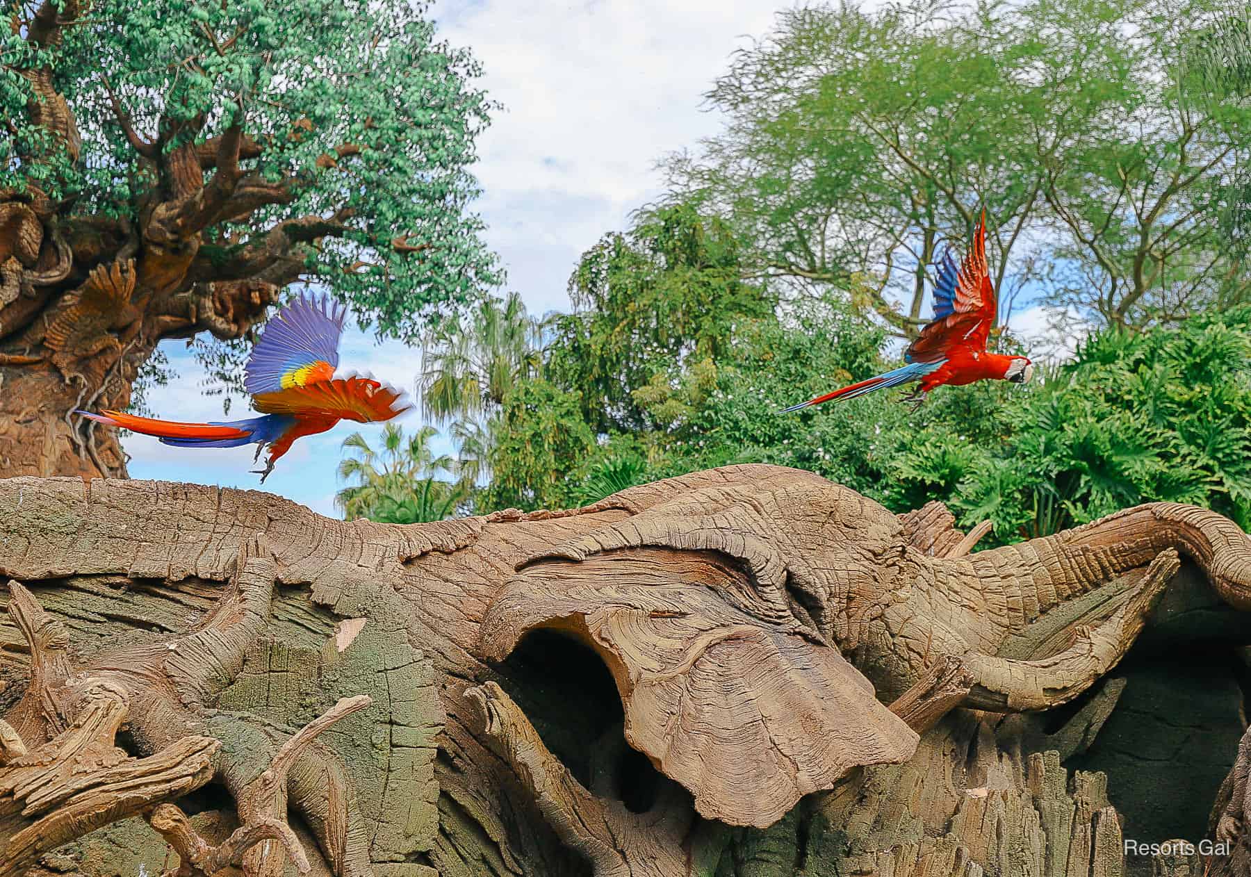 two macaws with wings spread 