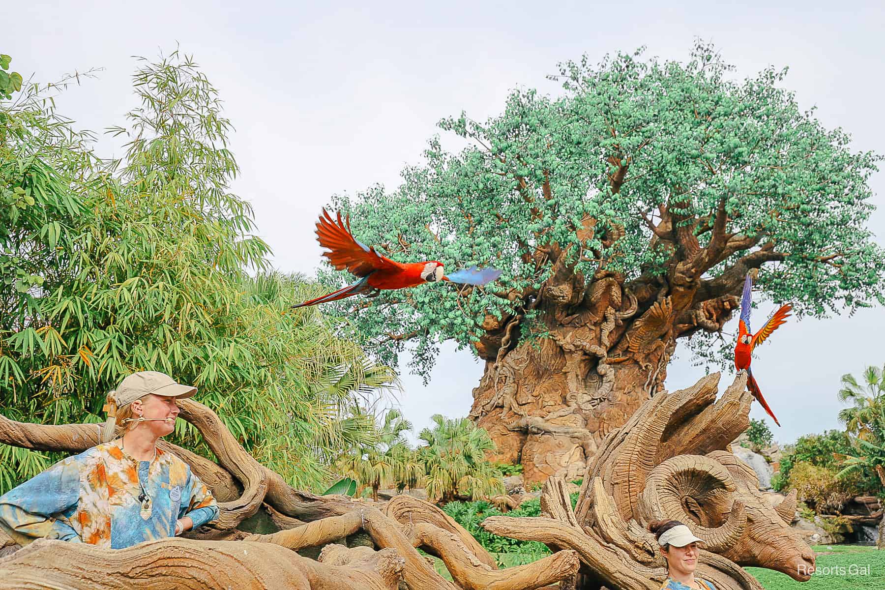 a macaw in flight with red and blue wings at Winged Encounters 