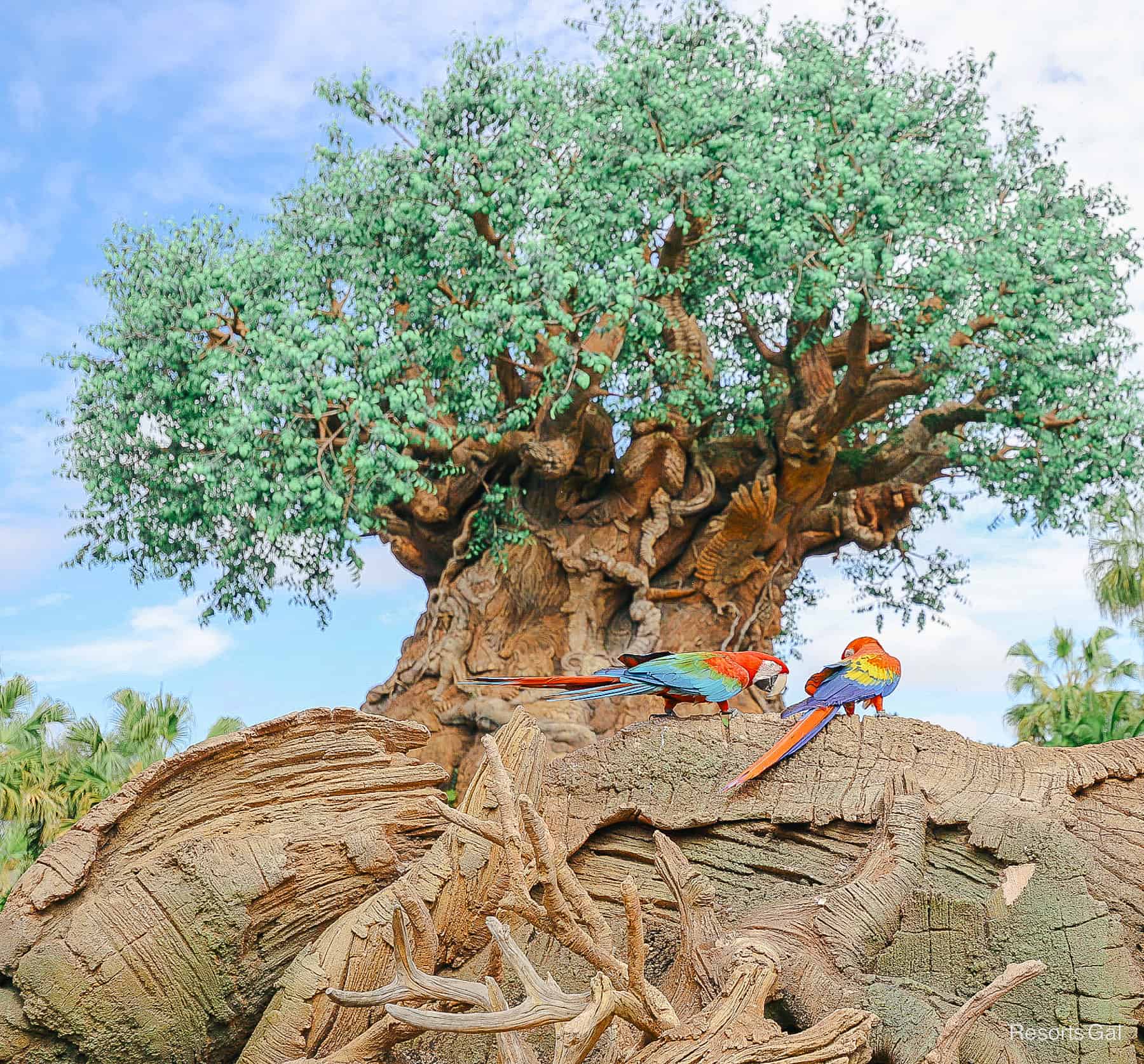 two macaws sitting in front of the Tree of Life 