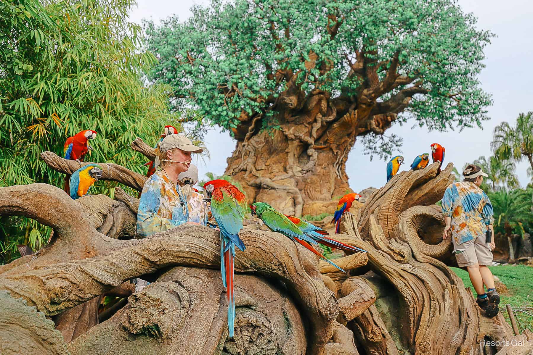 a cast member sits among a flock of Scarlet and Military Macaws at Disney's Animal Kingdom 