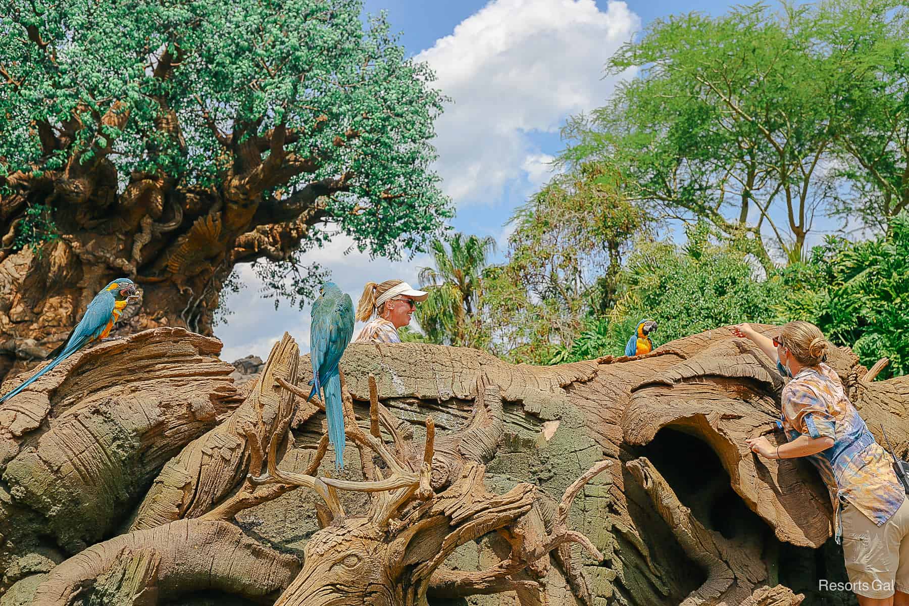 a cast member leans in to give a Macaw a snack during Winged Encounters 