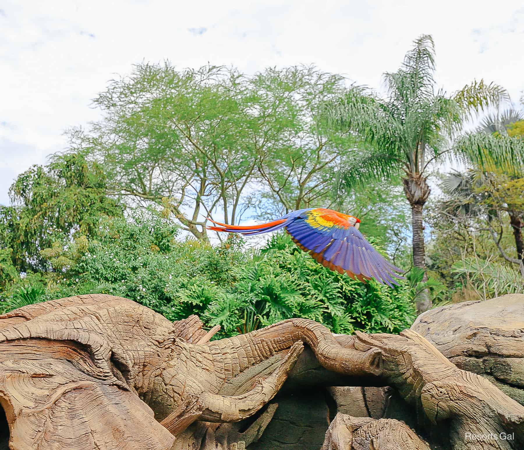 a macaw with blue wing tips at Winged Encounters 